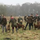 애견백과 - 체서피크 베이 리트리버 (Chesapeake Bay Retriever) 이미지