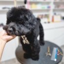 댕댕이모 이미지