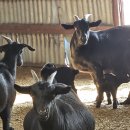 아침햇살염소농장 이미지