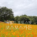 코스모스가든 | 이월드 코스모스가든 위치 포토스팟 대구 코스모스