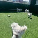 멍머니 2호점 이미지