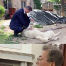 퍼스트독 이미지