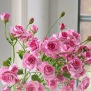 타로심리상담사 2급 자격증과정 이미지