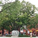 마로니에공원 이미지