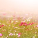 돌담너머바다 이미지