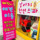 빠박이 애견미용 이미지