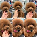 살롱드퍼피 이미지