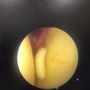 엘제이(LJ)메디칼 이미지