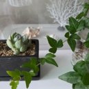 피트니아 이미지