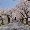 주산 | 보령 주산 벚꽃길 개화시기 방문 후기 정리