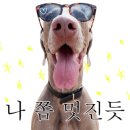 털찐강아지 이미지