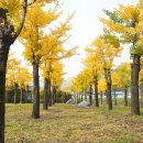 은행나무길 이미지