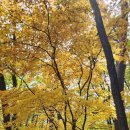 절골1 | 주왕산 절골에서 가메봉을 넘어 용추 협곡까지(25.10.30)