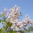 오월의수수꽃다리 이미지