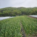 상가리농장 이미지