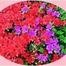 군포-산본-2016 이미지