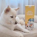 드리머에이 이미지