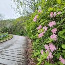 (원거리 산행) 연분홍 철쭉에 물든 5월의 소백산