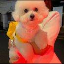 멍타냥택시 이미지