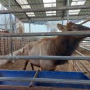 엘크사슴 이미지