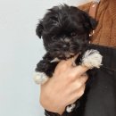 베베멍 강아지고양이분양 시흥본점 이미지