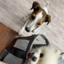 (주)크레이지 | 댕댕이와 바다 위 체험: 광안리 패들보드 &amp; 크레이지 서퍼스 후기/부산 애견 동반 액티비티