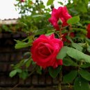 오월N장미 이미지