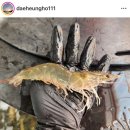 인산1리(호곡) 경로당 | 강화섬 양도포도, 건평항 대하구이 노을맛집