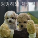 야옹아 멍멍해봐 계림점 이미지