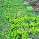 한솔농장 이미지