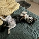 댕편한세상 이미지