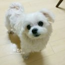 연이동물병원 네이버블로그