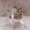 강남고양이분양 러브앤캣 이미지