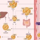 고중성지방혈증 원인 및 증상 이상지질혈증 유발하는 혈관질환의 시한폭탄 이미지