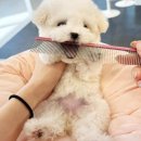 애니멀즈 강아지분양 고양이분양 천안점 이미지