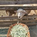 한두목장 이미지