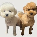 두바이애견풀빌라1 이미지