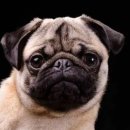 GD동물병원 이미지