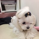 미니 앤 바니 애견샵 이미지