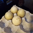 SKY비발디펜션 이미지