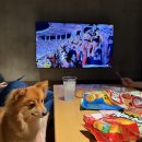 (주) 펫앤미 | 8월 마지막 주 주말은 삼구네 외가 여행가는 주말 ! 홍천 소노펫 (1)
