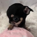 또 놀러와 이미지