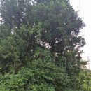 반딧불 목장 | 제주 동쪽 반딧불이 아이와함께 편하게 본 내돈내산 후기