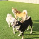 옥스포독 이미지