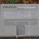 창원 인곡리 모과나무 이미지