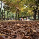 살구골공원 Daum카페