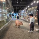 신비펜션 1 | 경기도 청평 가평 아기랑 가볼만한곳 신비동물원 가평점 내돈내산 후기