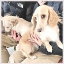 아이조아 요양보호소 서울점 | 의정부강아지입양을 준비할 때 아이조아보호소 상담이 현실적이었어요