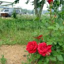 동문농장 이미지