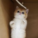 광주 고양이 분양 냥블리 광주점 이미지